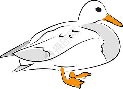 白色背景上的白鸭插画矢量母亲翅膀动物艺术卡通片插图羽毛眼睛账单绘画图片
