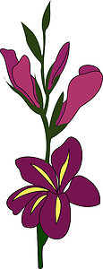 紫色花兰地 插图 白色背景的矢量图片