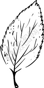 白色背景的叶子绘制 插图 矢量绿色卡片黑色植物艺术装饰装饰品花园绘画风格图片