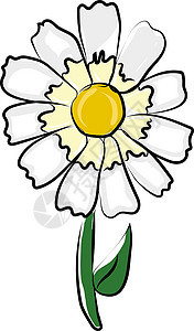 简单的菊花 插图 白色背景的矢量图片