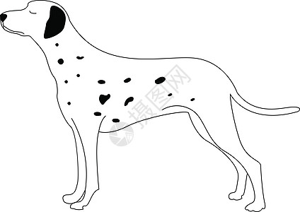 Dalmatian 狗 插图 白背景的矢量图片