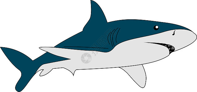 危险鲨鱼 插图 白背景的矢量图片