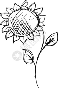 白色背景上的向日葵艺术绘画植物黑色叶子墙纸涂鸦草图植物群花瓣图片