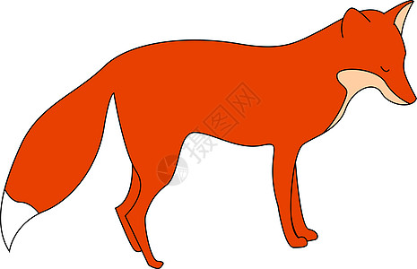 红狐狸 插图 白背景的矢量乐趣卡片野生动物荒野橙子动物动物园卡通片森林毛皮图片