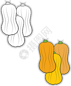 白色背景上的胡桃南瓜插画矢量卡通片南瓜食物蔬菜绿色植物叶子绘画涂鸦壁球图片