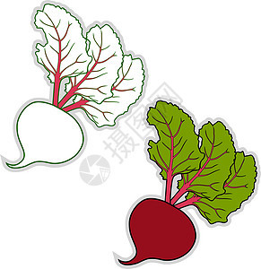 白色背景上的新鲜甜菜根插图矢量图片