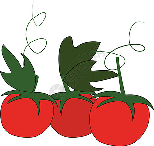 三种红樱桃西红番茄 含有绿叶和花生醇病媒病图片