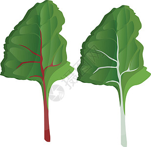 绿色银色甜菜叶叶矢量插图 说明随心所欲的蔬菜图片