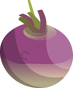 紫色和紫紫色树叶根矢量蔬菜插图图片