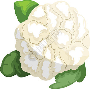 白色花椰菜花 绿色叶叶草素插图背景图片