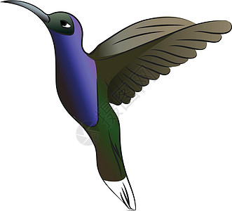 绿色和蓝色蜂鸟矢量或颜色说明图片