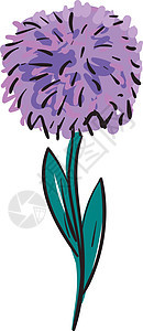 白色后腹腺上的紫色 aster 花朵插图颜色矢量图片