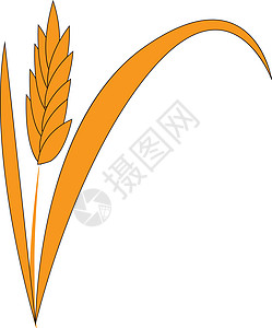 在许多国家和广泛分布的许多国家的主食粮食 即普通小麦谷物图片