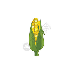 美味玉米矢量或颜色插图背景图片