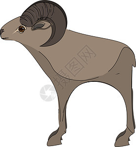 一个高大的 mouflon 矢量或彩色插图图片