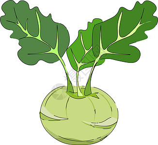 绘制kohlrabi/Cabbage 多样性矢量或颜色插图i图片