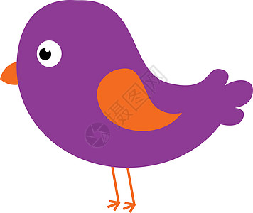 卡通紫色鸟设置在孤立的白色背景上来回观看绘画翅膀身体卷曲插图椭圆形尾巴橙子图片
