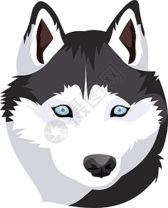 西伯利亚 Husky 白色背景的西伯利亚 Husky 插图矢量图片