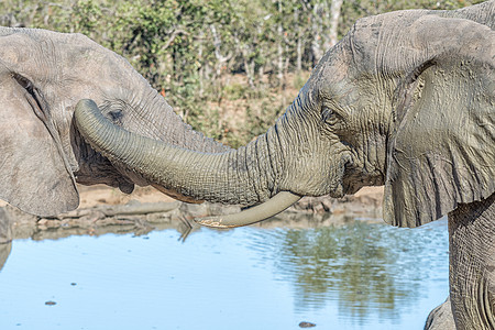 两头非洲大象之间的社会交互作用食草象牙獠牙联系浏览器阳光晴天旅游社交树干图片