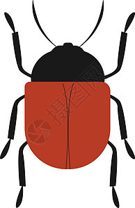 甲虫矢量图像或彩色插图图片