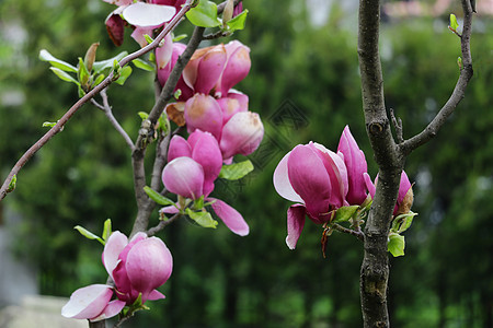 红苹果花和萌芽 苹果开花的分支 盛开的春天花园 鲜花和 burgeons 苹果特写 模糊的背景图片