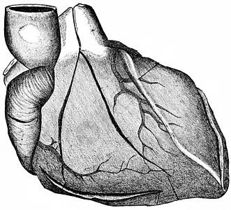 心脏显示在初步检查中切开的直线图片