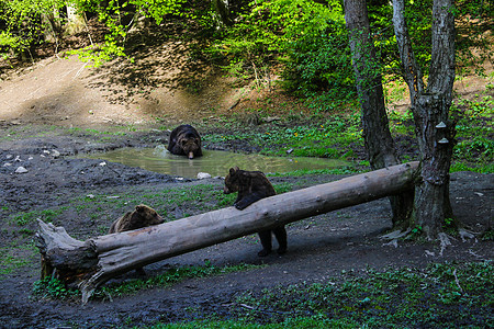 野熊在水坑里洗澡 洗个澡 两只熊站在木头附近吃东西棕熊野生动物哺乳动物游泳主题森林植物群男性荒野捕食者图片