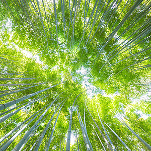 在日本京都竹林的著名旅游景点中 埋藏着植被叶子热带公园线条丛林环境天空生长阴影竹子图片