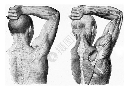 男人手臂的肌肉被举起 老生常谈蚀刻医疗白色纤维雕刻脊柱耳朵历史性韧带插图图片