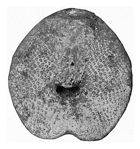 斯帕坦古斯 来自西北部G级高校的化石海胆生物鱼科历史动物艺术品灭绝历史性古董古生物学艺术图片