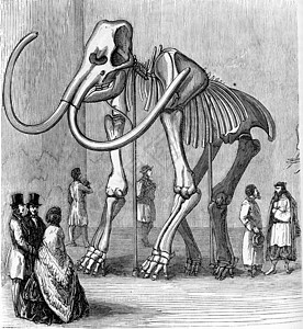西伯利亚Mammoth的Skeleton 保存在圣佩博物馆图片