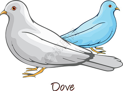 Dove 颜色说明食草动物园白色宠物羽毛绘画动物学动物群载体情调图片