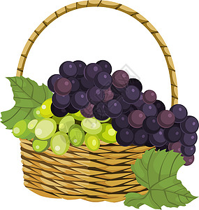 新鲜葡萄在篮子里的矢量图片