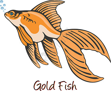 Goldfish 颜色说明动物群鲫鱼养殖动物情调海洋野生动物金子水产异国图片