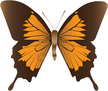 印刷打印棕色渲染昆虫蝴蝶黄色插图白色翅膀漏洞天线背景图片