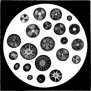 各种形式的蛋白质 古代雕刻艺术品细胞单细胞蚀刻圆形微生物白色浮游绘画生物学图片