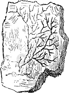 古老植物 坎布里安时期 节食和弦 旧种e图片