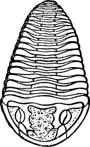 三叶舌 古代雕刻化石科学历史性古生物学艺术品黑色白色地质学灭绝艺术图片