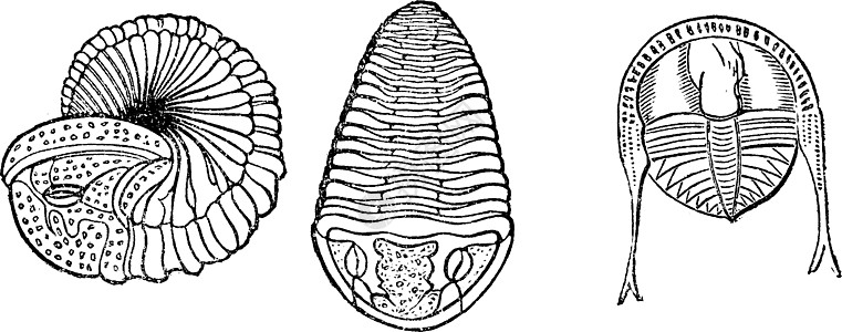 重要的海洋动物 三龙虾 古代雕刻图片