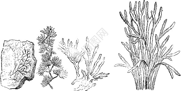 较老的植物 寒武纪复古雕刻图片