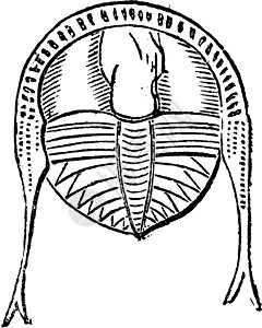 三叶舌 古代雕刻科学古生代艺术品海洋灭绝绘画历史性蚀刻古生物学地质学图片