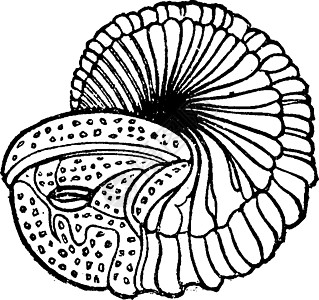 三叶舌 古代雕刻三叶虫古生物学古生代插图化石海洋蚀刻绘画白色艺术品图片