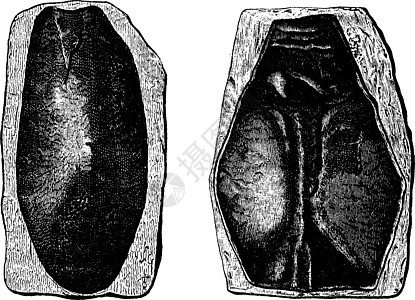 第一条鱼泥盆纪时期复古雕刻艺术品蚀刻盔甲插图黑色绘画历史艺术灭绝化石图片