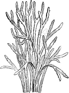 较老的植物 寒武纪 海藻复古雕刻图片