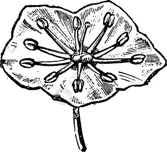 花雕刻艺术黑色植物绘画植物学灌木插图艺术品生物学古董图片