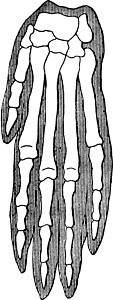 生物的有机团结和亲缘关系 狗 古代雕刻图片