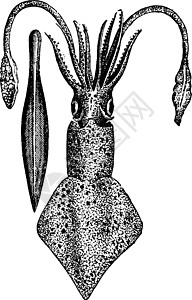 目前的墨鱼和小骨复古雕刻图片