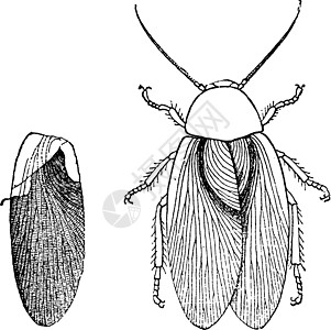 碳纤维时代的昆虫古代图片