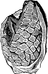 细胞结果 石化 古老的雕刻水果植物学白色古董黑色绘画生物学植物锥体艺术品图片