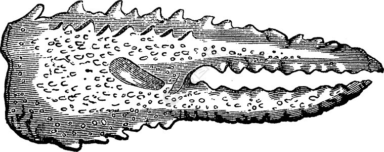 三叠纪时代的甲壳动物生小龙虾和爪子vintag黑色绘画生物插图生物学艺术品泥虫海洋甲壳纲白色图片